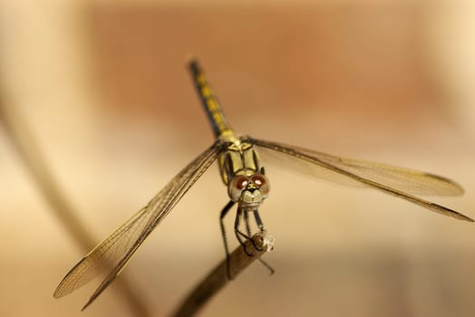 a gragonfly perched on the end of a stick all ready for takeoff