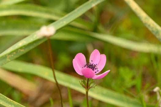 A vibrant pink flower stands out gracefully among lush green leaves, showcasing nature's beauty and tranquility.