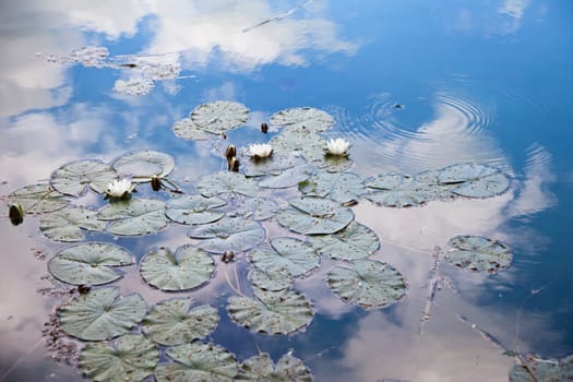 Water lilies
