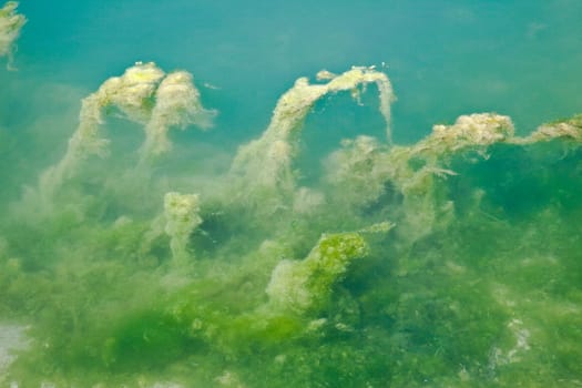 Algae