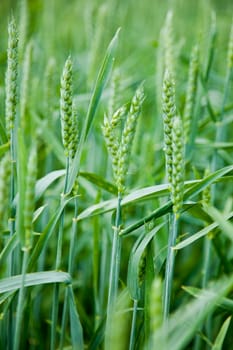 Wheatfield