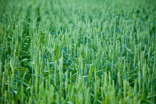 Wheatfield