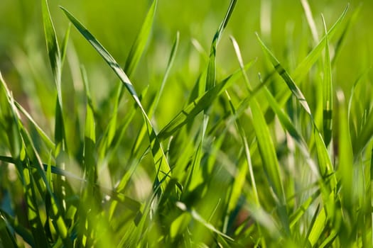 Blades of grass