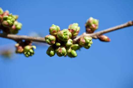 Beginning of spring