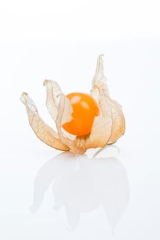 Physalis