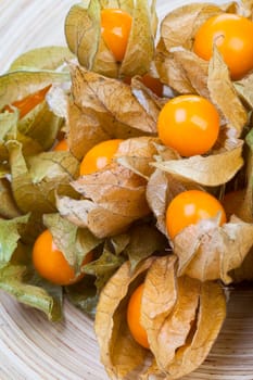 Physalis