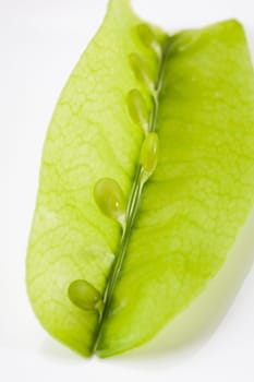 Sugar peas