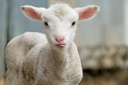 cute lamb on the farm sticking its tongue out