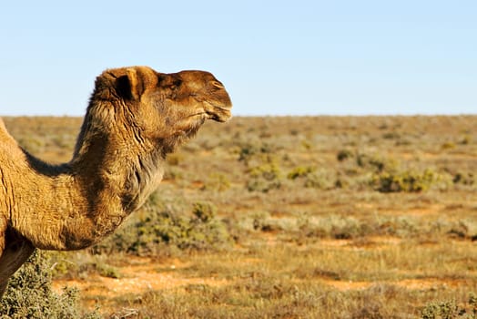 camels