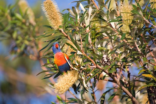 a rainbow lorikeet is eating some banksia flowers