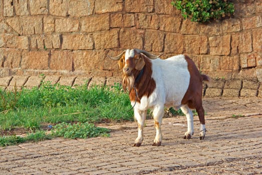 a big hairy and unfriendly goat stands on the path