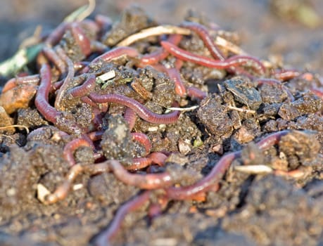 large pile of garden or compost worms