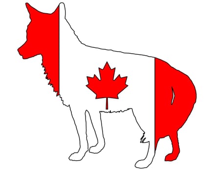 Coyote Canada