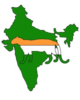 India Leopard