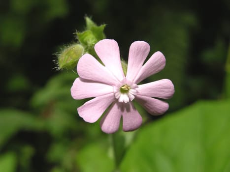 Red campion