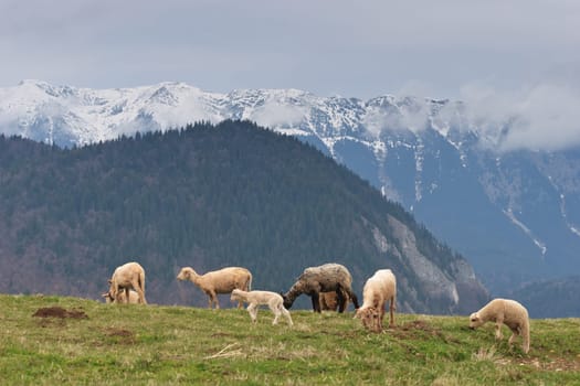sheep to graze on a green pasture near a mountain