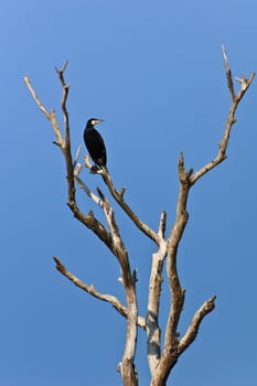 cormorant (phalacrocorax carbo) on a dry tree
