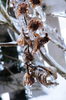 Freezing rain