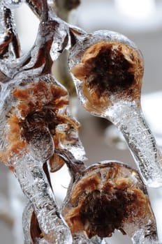 Freezing rain