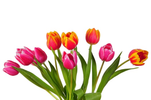 Tulips Spring Bouquet Pink
