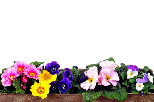 Flowers Spring