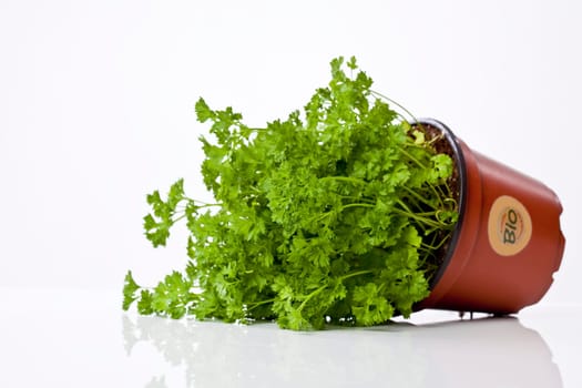 Parsley
