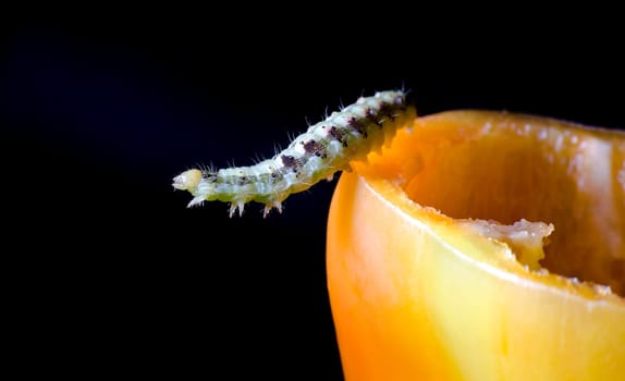 small caterpillar on yellow sweet pepper macro