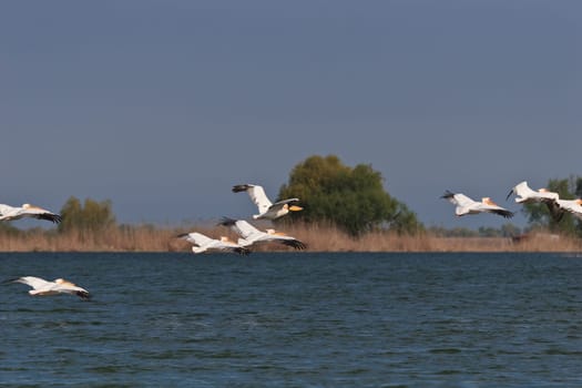 pelicans in flight in Danube Delta, Romania