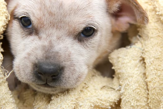 cute foxy terrier puppy in towel