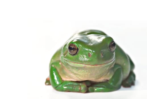 litoria caerula, green tree frog isolated on white background