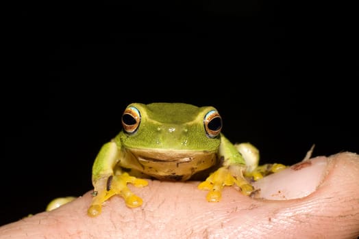a tiny dwarf green tree frog (litoria fallax) sits on a persons finger