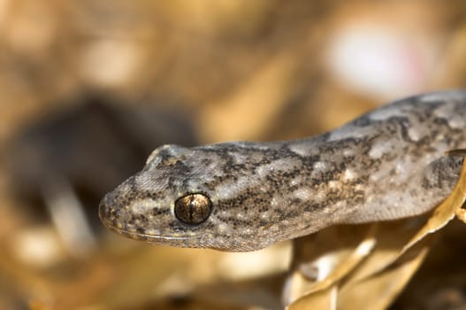 a little marbled gecko up close and personal