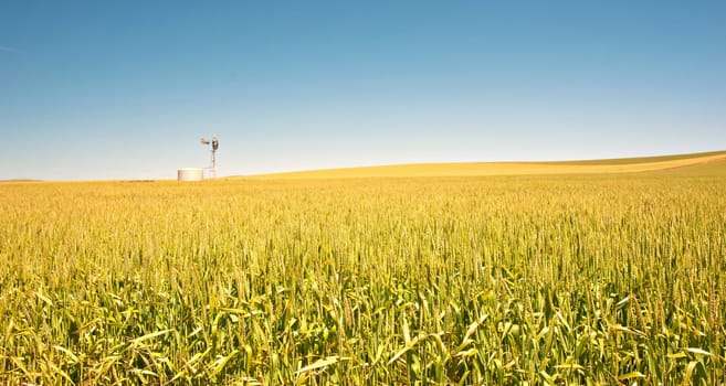 great panoramic image of a field of wheat in the country