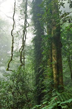 the beauty of nature in the dorrigo world heritage rainforest on a foggy day