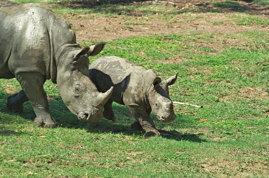 a mother and baby black rhino together