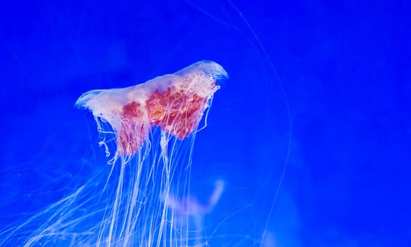 a pink and red jellyfish floats around