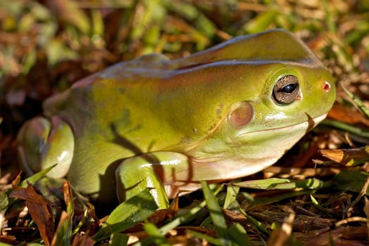 a big green tree frog (litoria caerula) sitting on the grass
