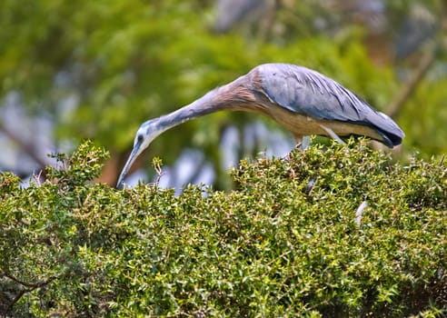 a white faced heron picks for food on top of a hedge