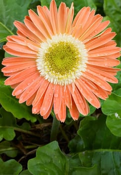 a nice big and bright orange gerbera
