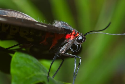 close up macro image of a black and red butterfly