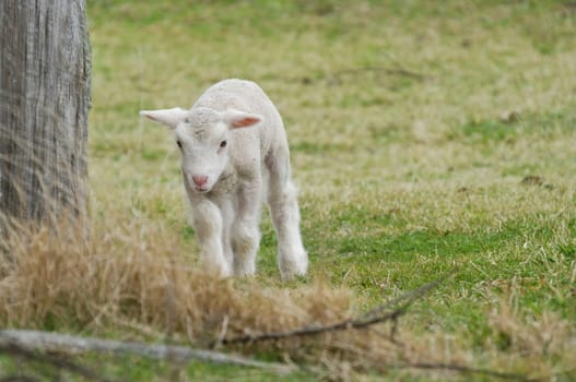 great image of a young lamb on the farm