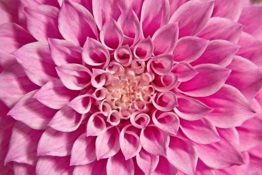 a beautiful pink dahlia flower background image