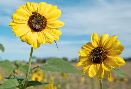 bees and sunflowers on this farm