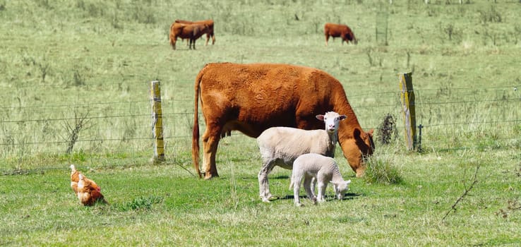 great image of sheep chickens and cows on the farm
