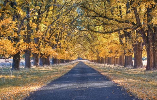 great image of an tree lined road in autumn