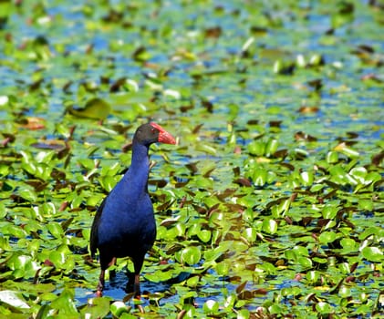 a water hen walks amongst the lilypads