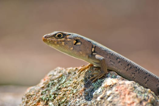 a small skink is perched and getting warm on a rock