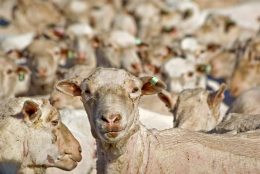 a sheep looks and the camera and stands out from the flock