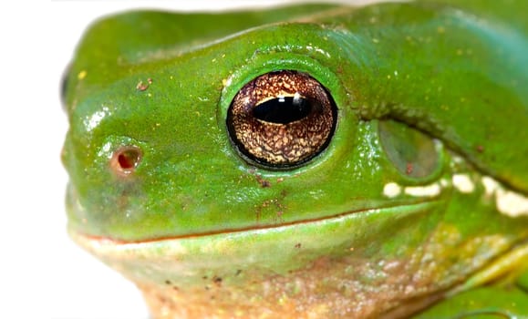 close up of the head of a green tree frog