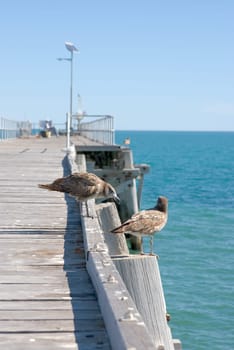 two sea birds looking like they are having a conversation on the edge of a jetty